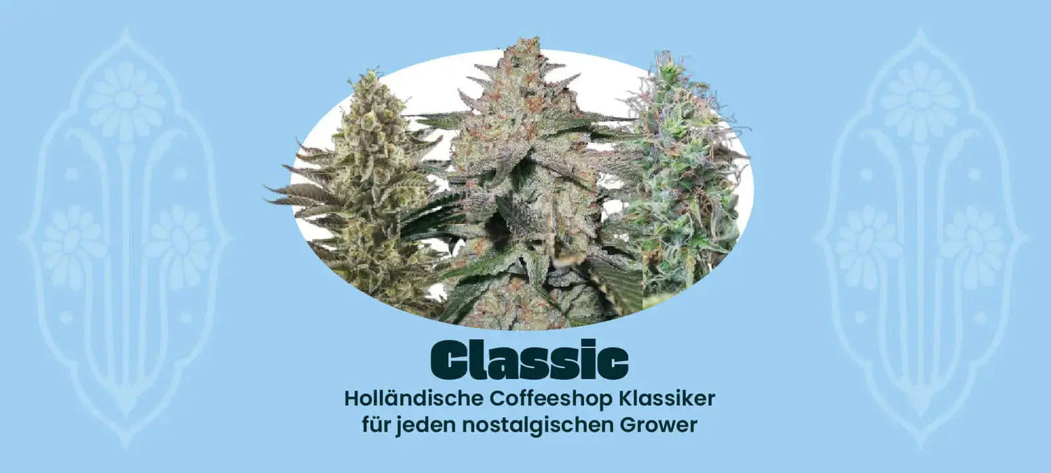 Classic Cannabis Samen Banner Seed Supplier