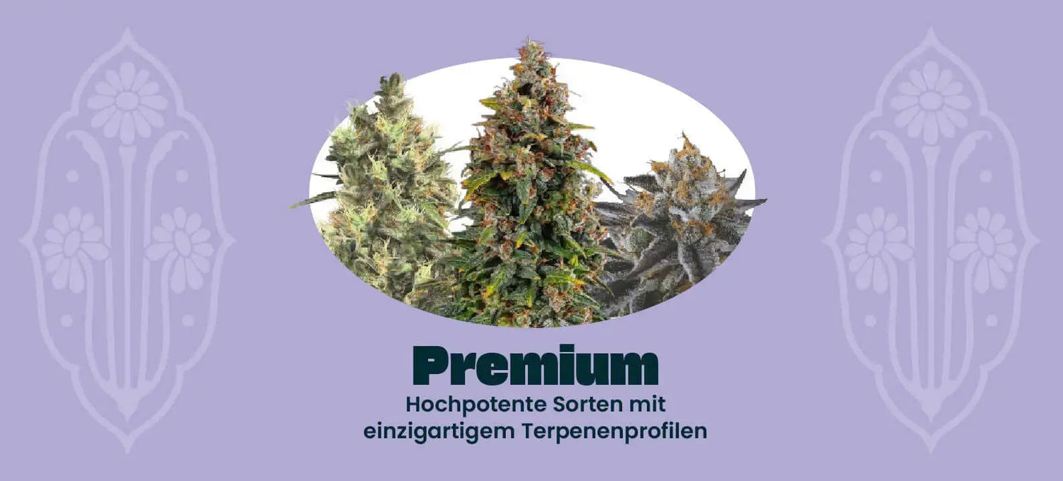 Premium Cannabis Samen Banner Seed Supplier