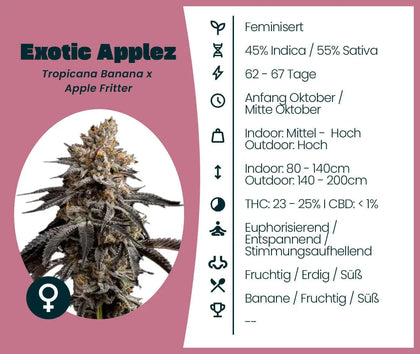 Exotic Applez Cannabissorte mit Blütenfoto, Kreuzungsangaben Tropicana Banana x Apple Fritter und Anbauinformationen auf K...