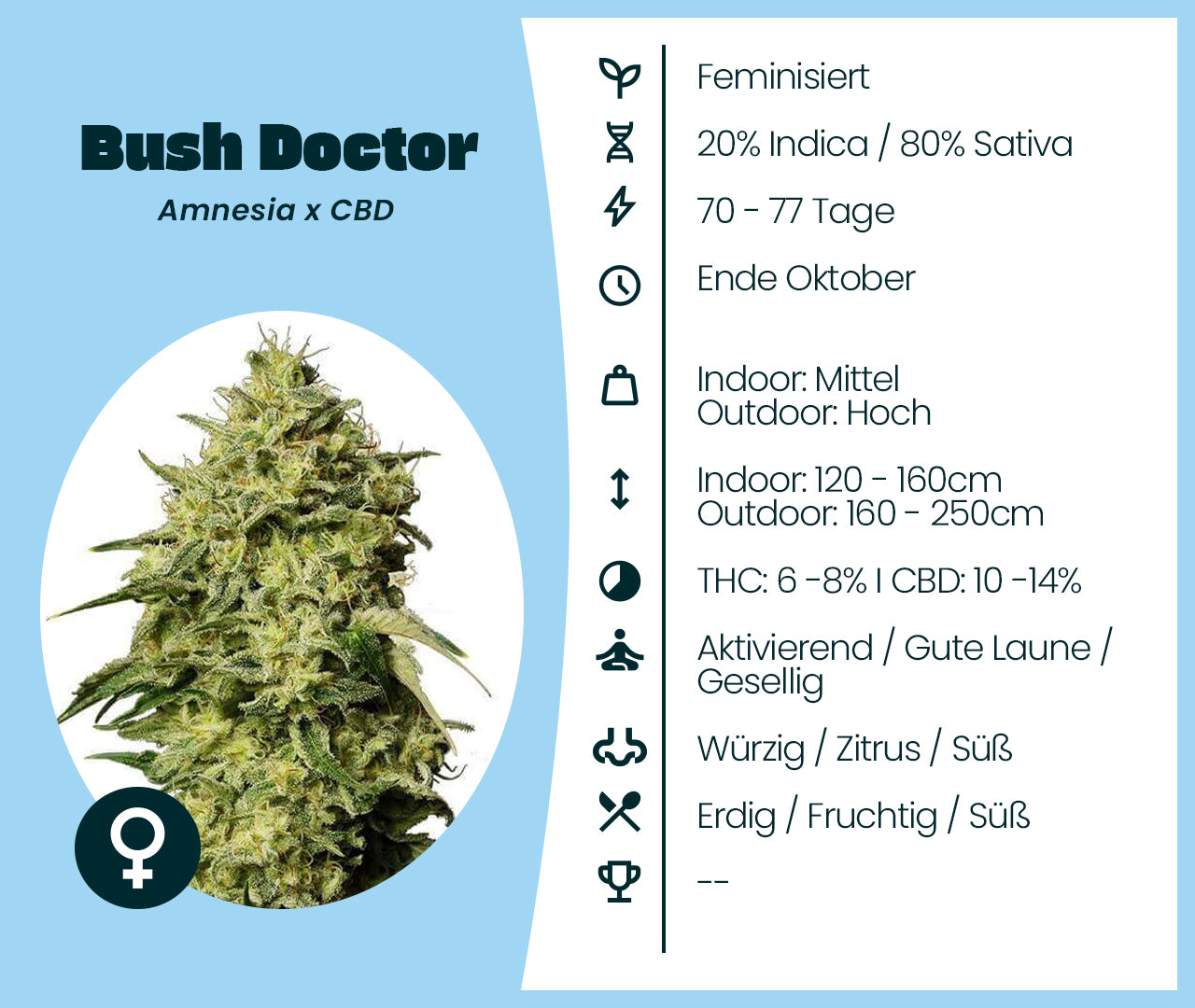 Bush Doctor Cannabissorte mit Karteikarte: Genetik, Blütezeit, Wuchshöhe, THC- und CBD-Gehalt, Wirkung und Aroma