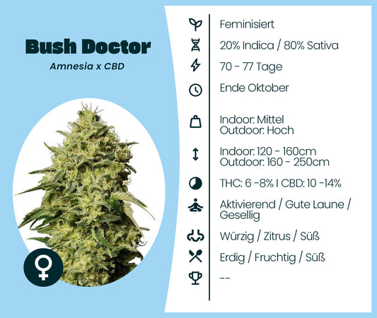 Bush Doctor Cannabissorte mit Karteikarte: Genetik, Blütezeit, Wuchshöhe, THC- und CBD-Gehalt, Wirkung und Aroma