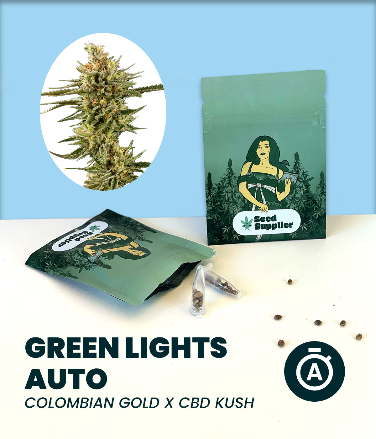 Green Lights Auto Cannabisblüte mit dichten, harzbedeckten Buds und grünen Blättern