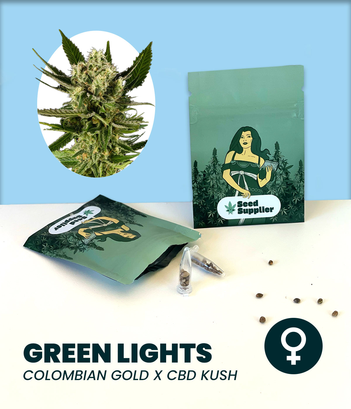 Green Lights Cannabisblüte mit dichten, harzbedeckten Buds und grünen Blättern