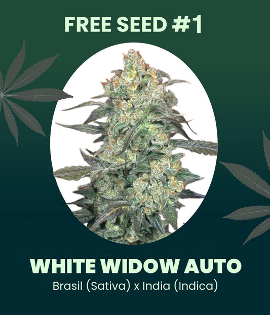Gratis Samen - White Widow Automatic