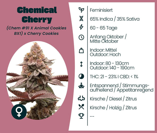 Chemical Cherry Cannabis-Samen, feminisierte Sorte mit 65% Indica, 35% Sativa, THC 21-23%, entspannend, appetitanregend, Infos abgebildet
