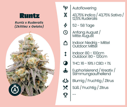 Runtz Automatic Cannabis-Samen: Mischung aus Runtz, Zkittlez, Gelato mit euphorisierenden Effekten und Autoflowering Eigenschaften.