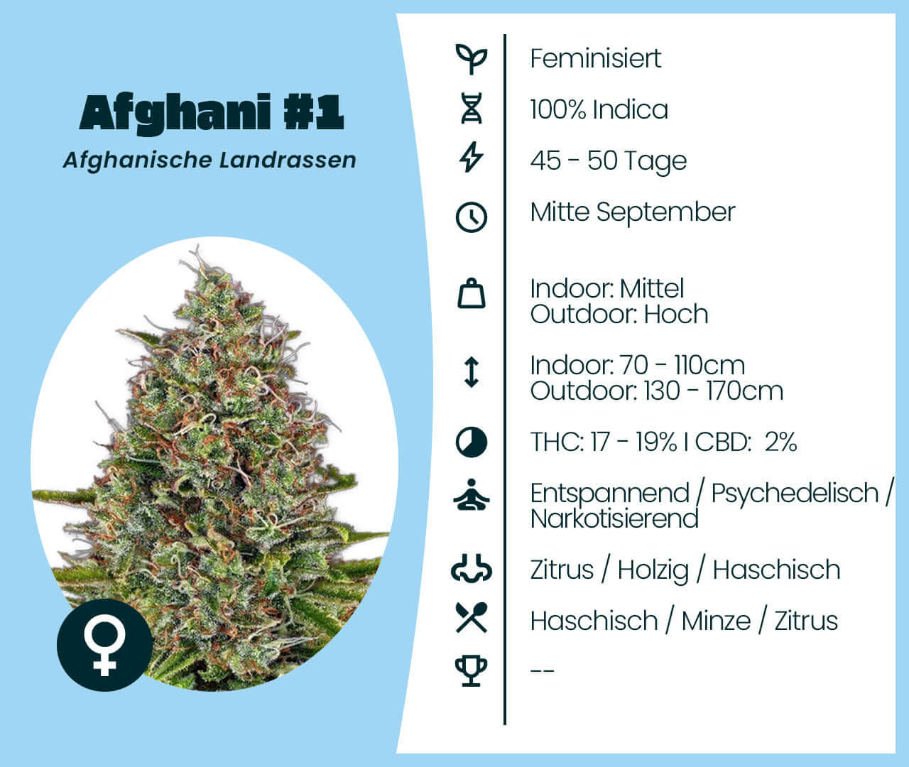 Afghani #1 cannabis seed info with 100% Indica genetics, flowering time 45-50 days, and relaxing effects. Feminized, THC 17-19%.