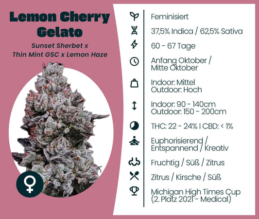 Lemon Cherry Gelato cannabis strain with 37.5% Indica and 62.5% Sativa, known for its fruity and sweet aroma. Feminized seeds.