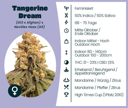 Tangerine Dream Cannabis-Samen, feminizierte 50/50 Hybrid, G13 x Afghan x Neville's Haze, aromatisch, entspannend, High Times Cup Sieger.