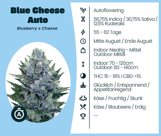 Blue Cheese Auto Cannabis-Samen: Autoflowering, Indica/Sativa/Ruderalis hybrid with fruity and earthy flavors.