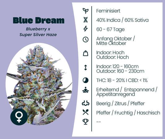 Blue Dream Cannabis-Samen feminisiert, 40% Indica 60% Sativa, Blueberry x Super Silver Haze, entspannend, erfrischend, idealer Mix.