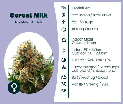 Cereal Milk cannabis seeds info graphic showing feminized indica-dominant strain details and aroma profile.