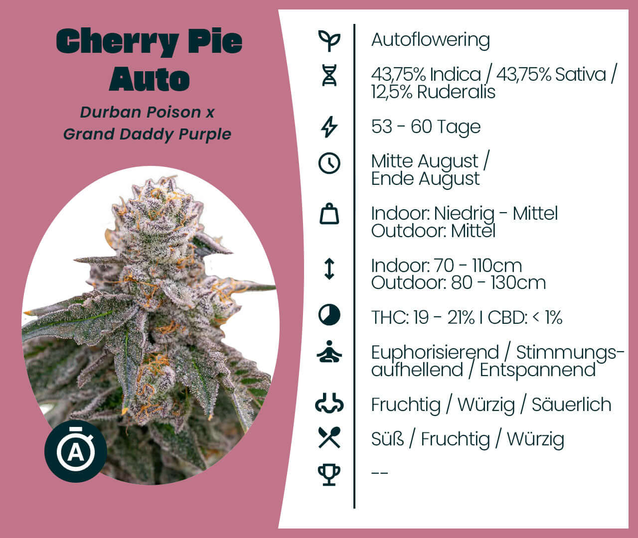 Cherry Pie Auto Cannabis-Samen, Autoflowering variety with Durban Poison and Grand Daddy Purple lineage, 43.75% Indica, 43.75% Sativa.