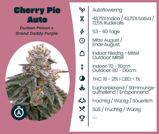 Cherry Pie Auto Cannabis-Samen, Autoflowering variety with Durban Poison and Grand Daddy Purple lineage, 43.75% Indica, 43.75% Sativa.