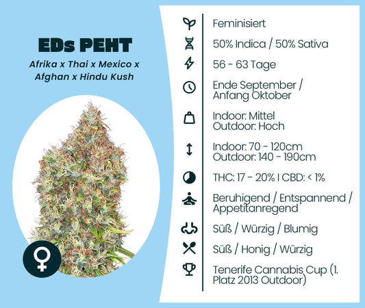 EDs PEHT feminisierte Cannabis-Samen, 50% Indica/Sativa, komplexes High, Herkunft: Afrika x Thai x Mexico x Afghan x Hindu Kush
