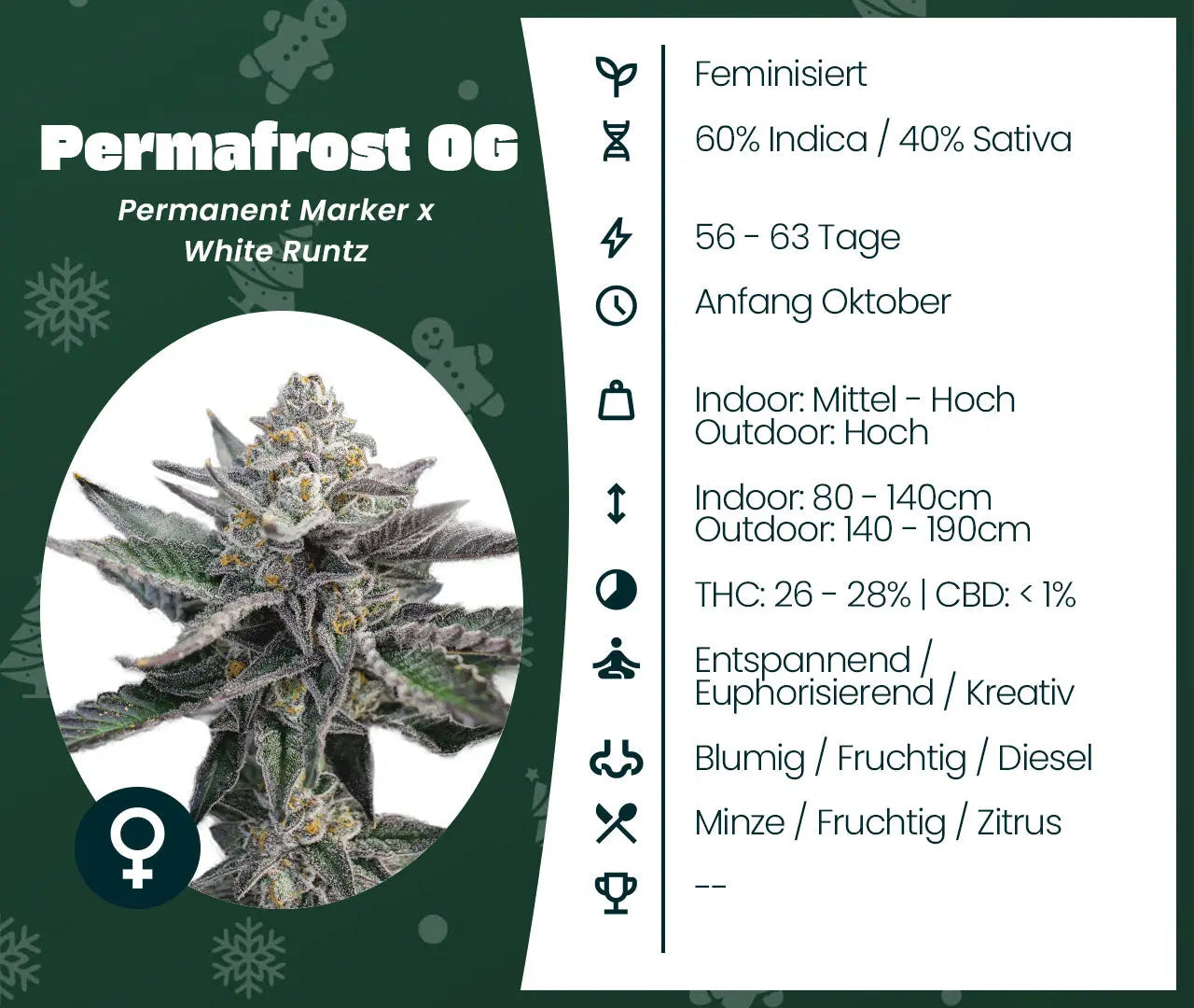 Permafrost OG Cannabispflanze mit Blüten und Infokarte zu Anbau, THC-Gehalt und Geschmacksprofil
