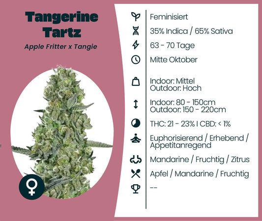 Tangerine Tartz cannabis seeds with 21-23% THC, featuring mandarin and apple flavors. Hybrid strain details.