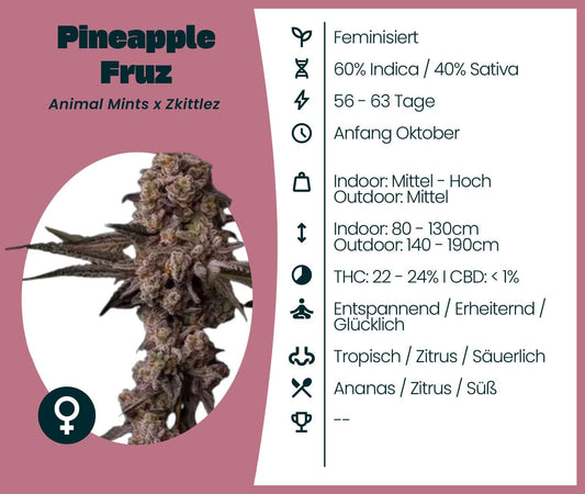 Pineapple Fruz Feminized Cannabis Seeds - 60% Indica, 40% Sativa, THC 22-24%, uplifting and relaxing effects.