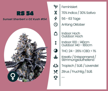 RS 54 Cannabis-Samen: feminisierte Hybridsorte mit 70% Indica, tropischem Geschmack und entspannenden Effekten.