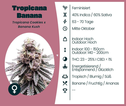 Tropicana Banana cannabis seeds, hybrid strain info with high THC, energizing effects, and fruity aroma.