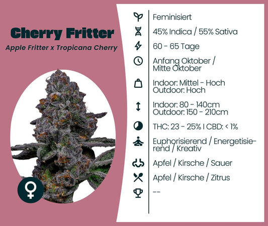 Cherry Fritter cannabis strain information, highlighting its hybrid genetics, growth details, and THC content.