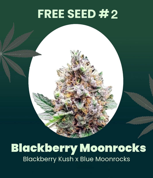 Gratis Samen - Blackberry Moonrocks
