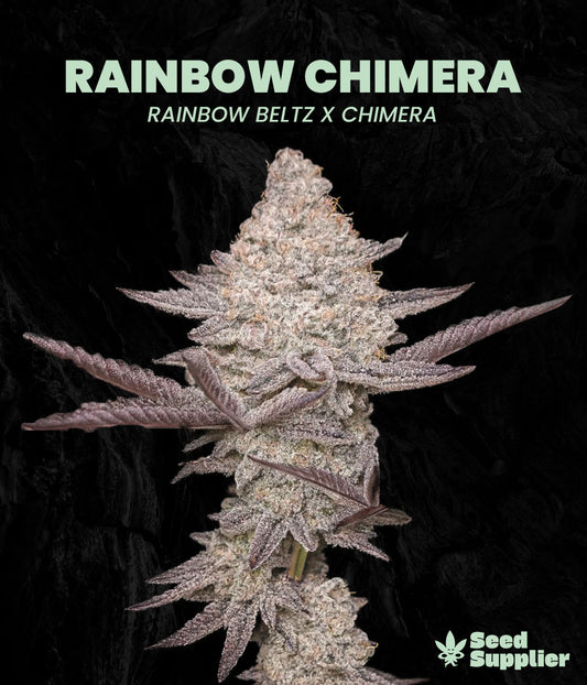 Rainbow Chimera