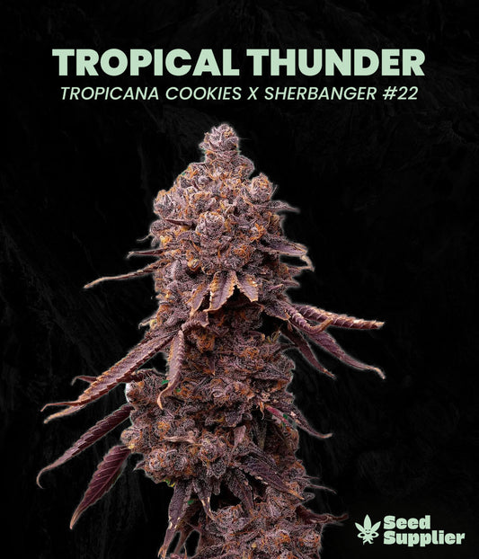 Tropical Thunder