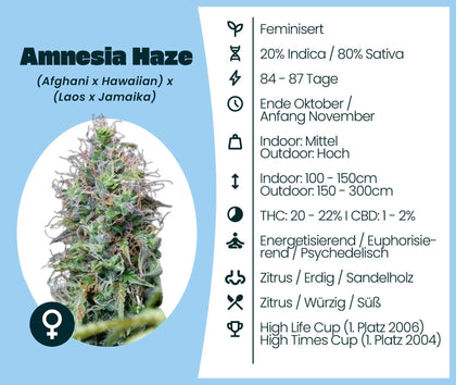 Amnesia Haze cannabis strain information, feminized, Sativa-dominant, 20% Indica, 80% Sativa, THC 20-22%, CBD 1-2%.