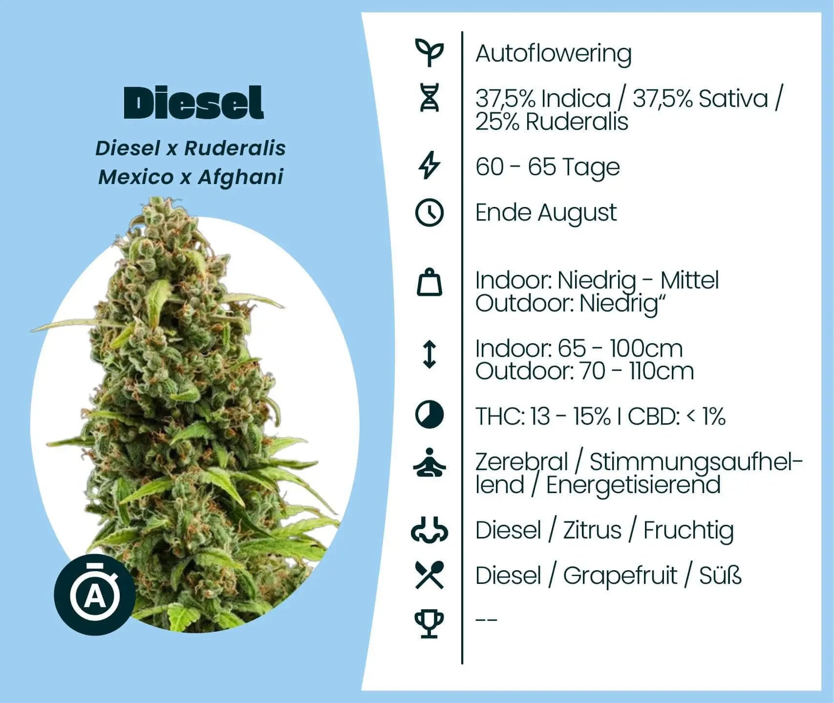 autoflower im zelt Diesel Samen · Autoflower 13-15% THC