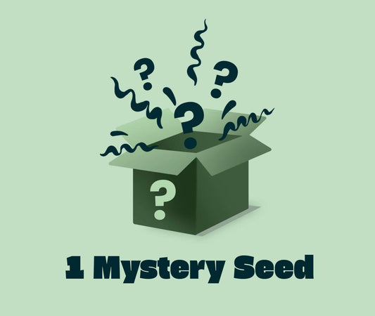 Illustration of a box opening with mystery seed, representing Cannabis-Samen, inviting curiosity and surprise.