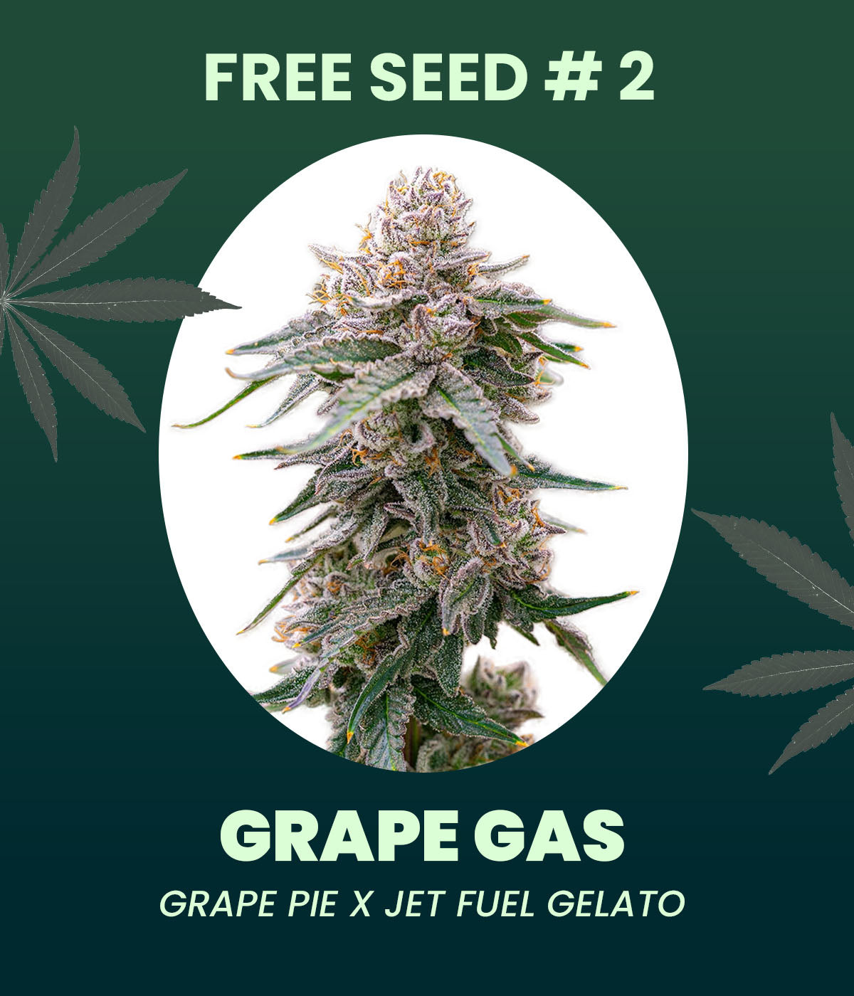 Gratis Samen - Grape Gas