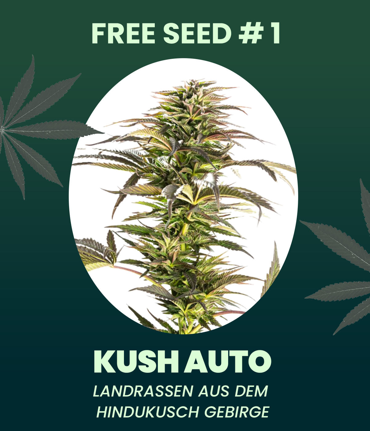 Gratis Samen - Kush Autoflowering