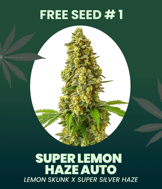 Gratis Cannabis Samen - Super Lemon Haze Autoflowering Seed Supplier