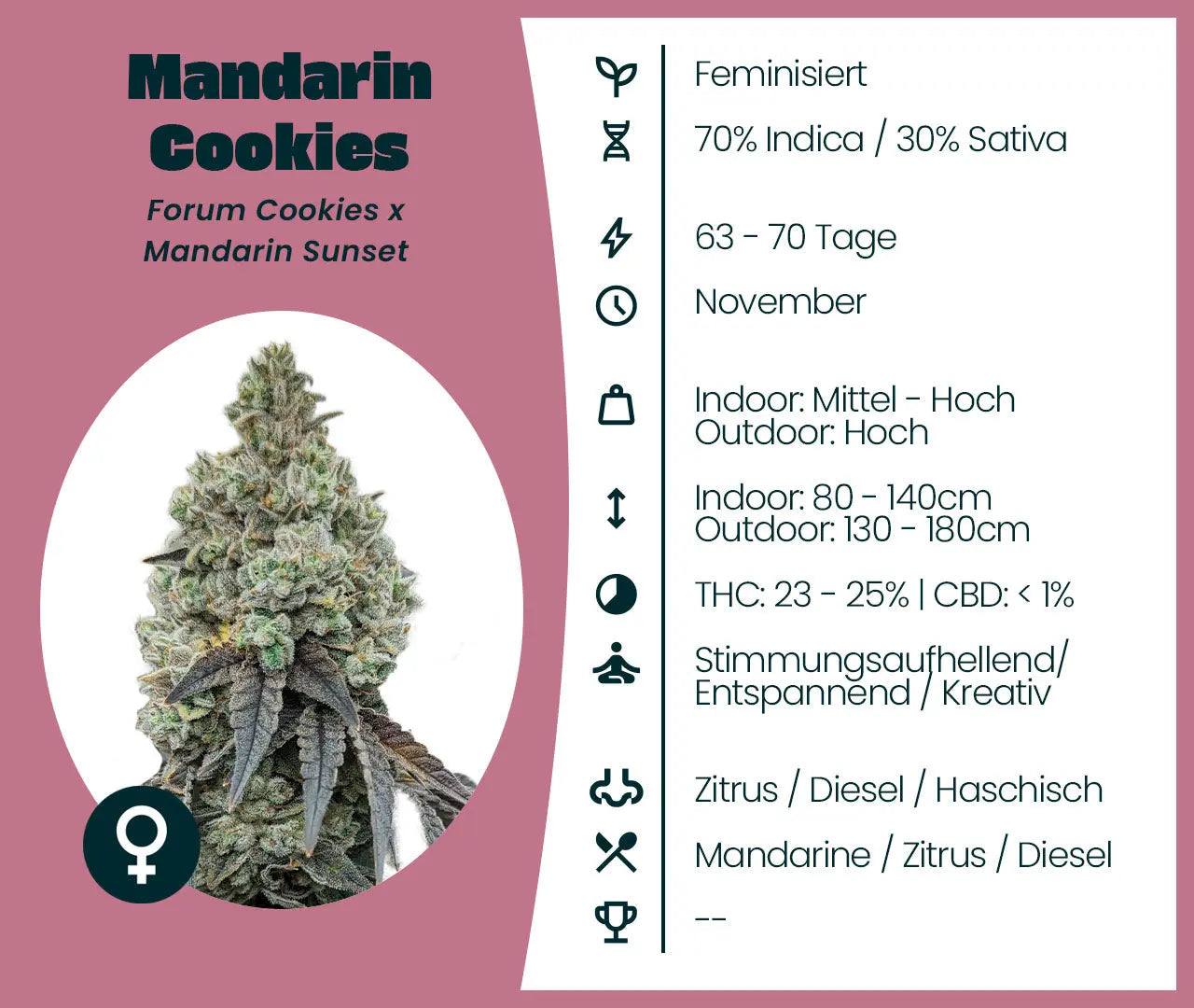 Mandarin Cookies Cannabis Samen Infokarte mit Blütenfoto, Anbaudaten und Cannabinoid Profil