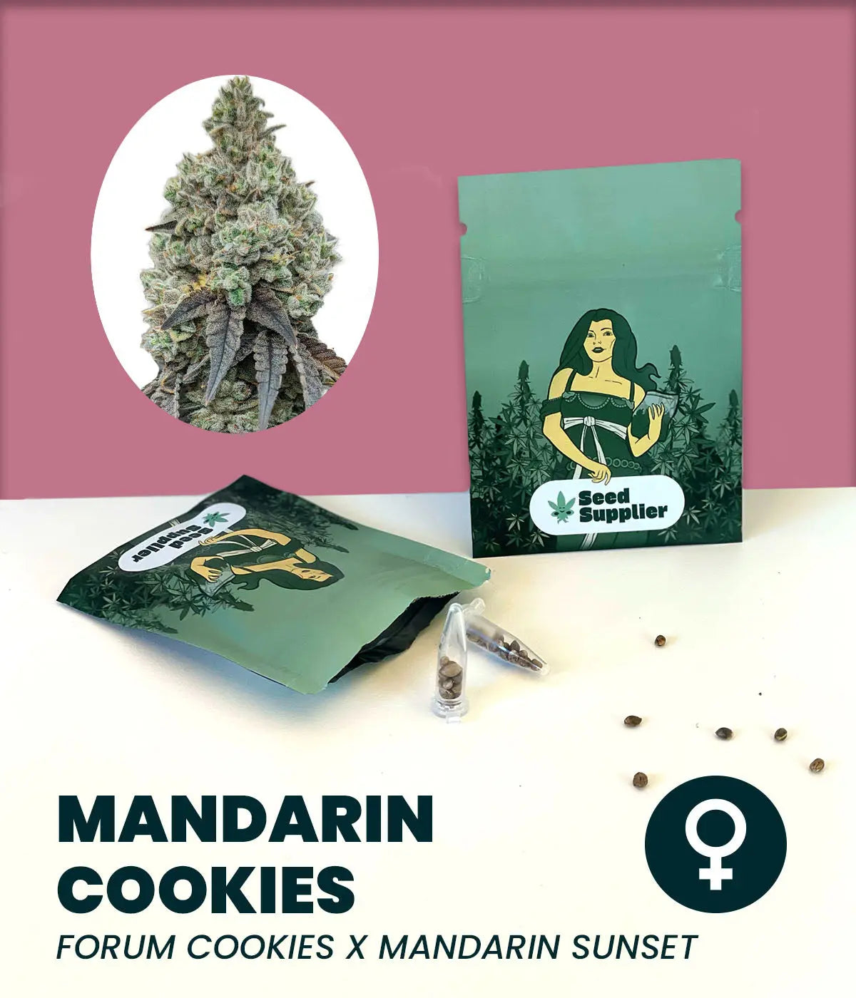 Mandarin Cookies Cannabis Samen Verpackung mit Blütenfoto, Samentüten und einzelnen Samen auf weißem Hintergrund vor rosa...
