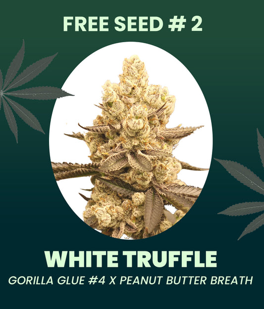 Gratis Samen - White Truffle