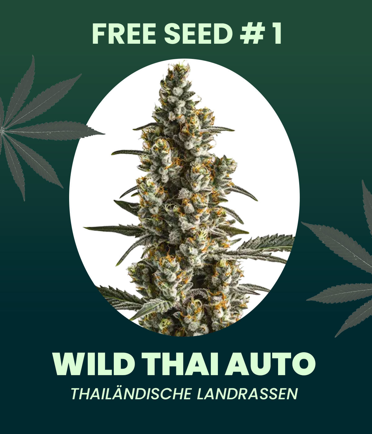 Gratis Samen - Wild Thai Automatic