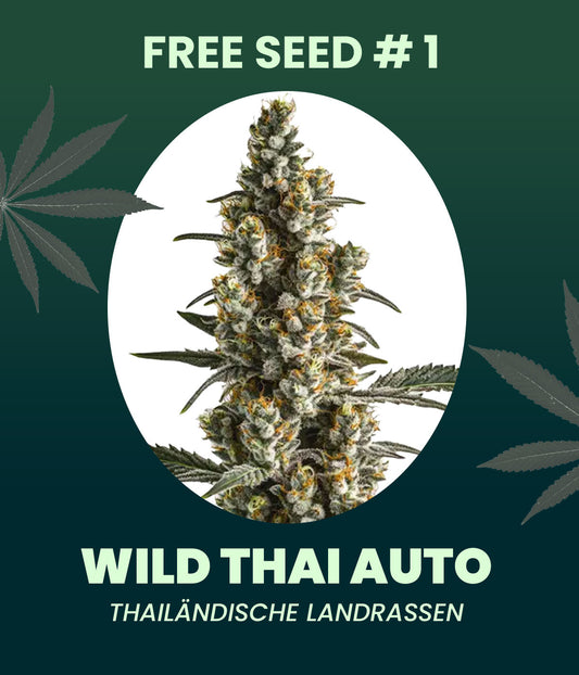 Gratis Samen - Wild Thai Automatic