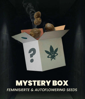 Mystery Box - Feminisierte & Automatic