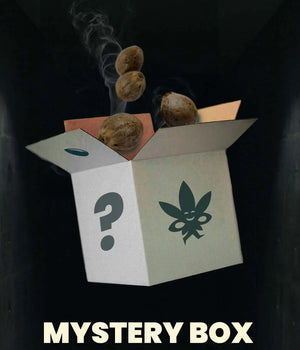 Mystery Box - Feminisierte Cannabis Samen