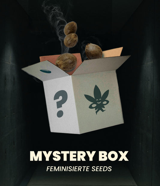 Mystery Box - Feminisierte Samen