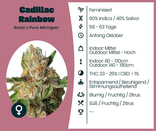 Detailierte Informationen zu Cadillac Rainbow, feminisierte Cannabis-Samen mit beruhigenden Effekten und hohem THC-Gehalt.