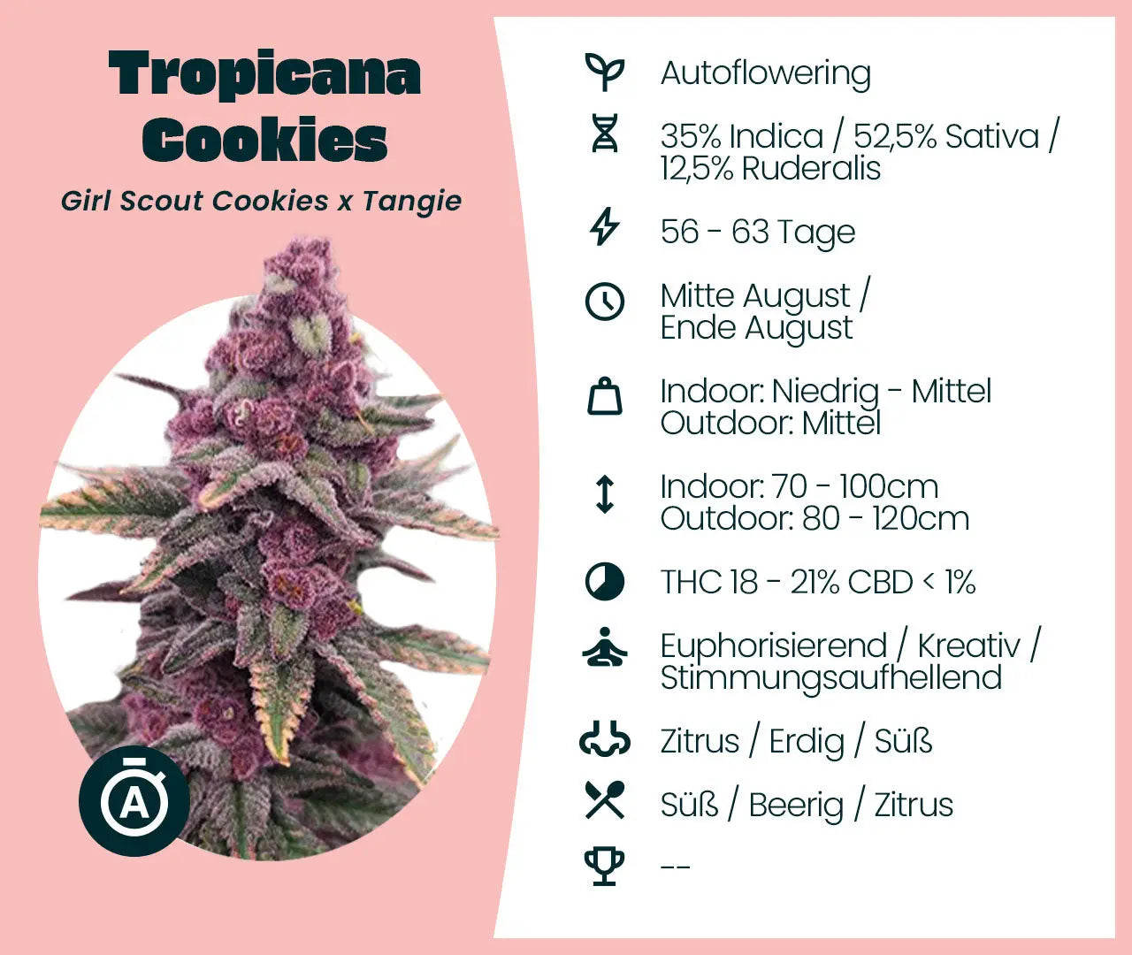 Tropicana Cookies Automatic Seed Supplier