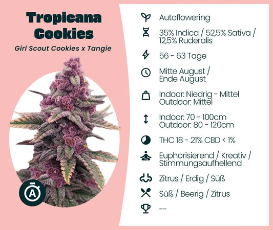 Tropicana Cookies Automatic Seed Supplier