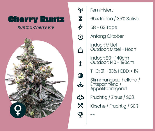 Cherry Runtz cannabis seeds; 65% Indica, 35% Sativa; fruity flavor profile with high THC.