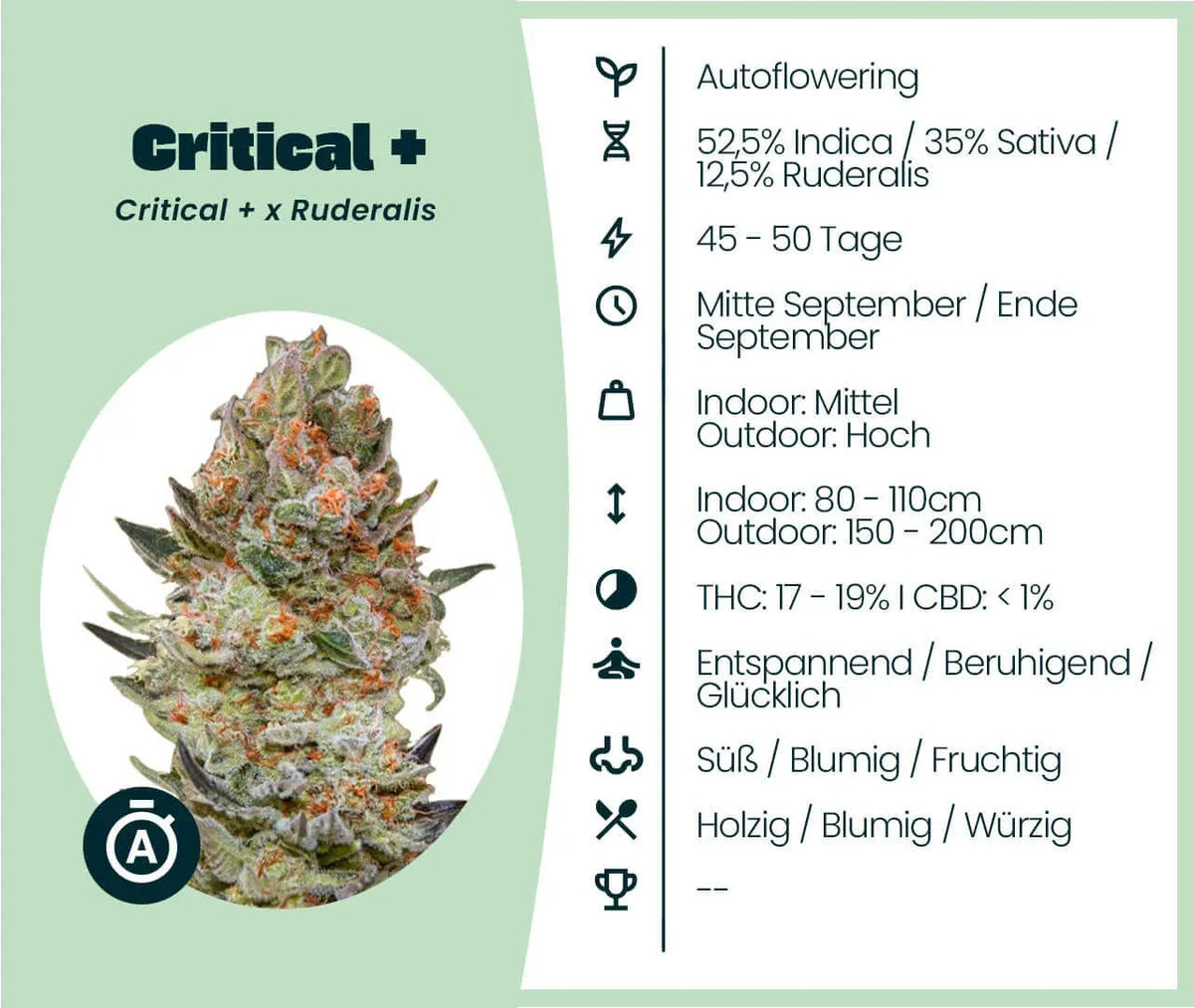 Critical Plus Critical + Samen · Autoflower 17-19% THC | Seed Supplier