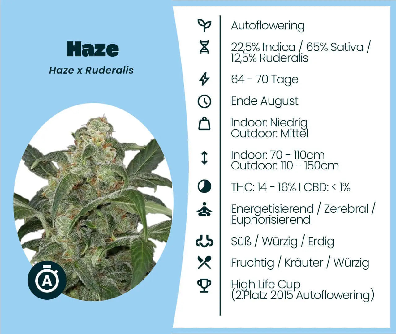 autoflower im zelt Haze Samen · Autoflower 14-16% THC