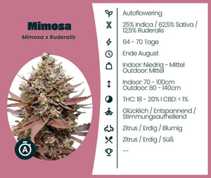 Mimosa Automatic