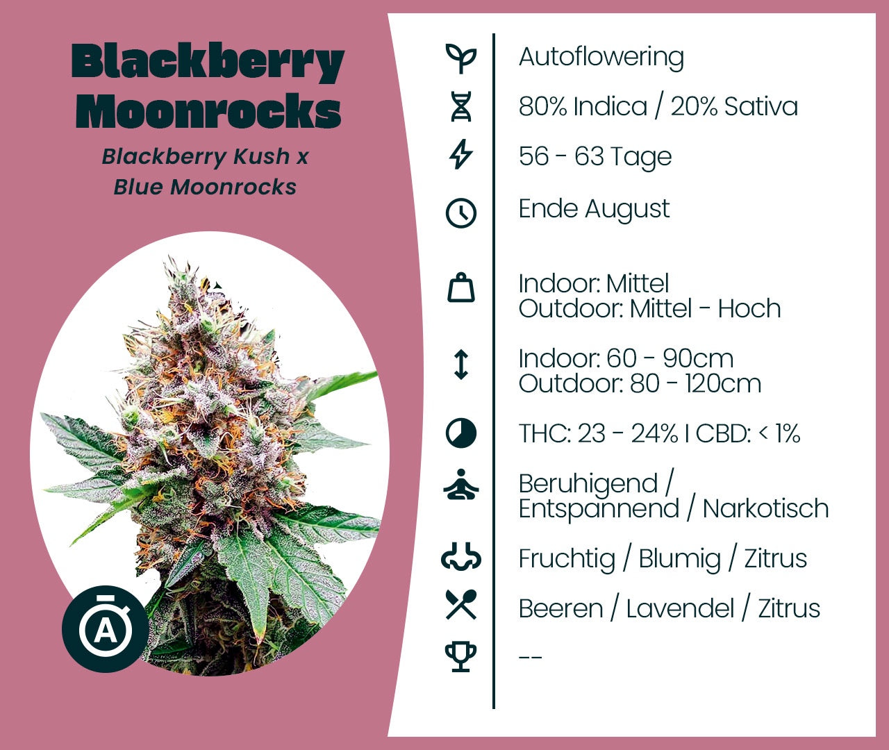 Blackberry Moonrocks Auto Cannabissamen mit Infokarte zu Genetik, Anbaudauer, Wuchshöhe, THC-Gehalt und Geschmacksprofil
